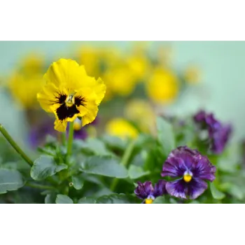 Natural Pansy Plant
